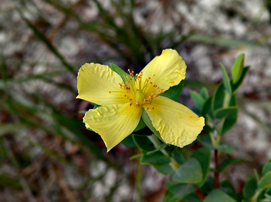 {Hypericum tetrapetalum}